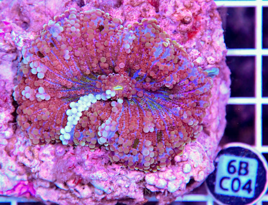 Mushroom INDO