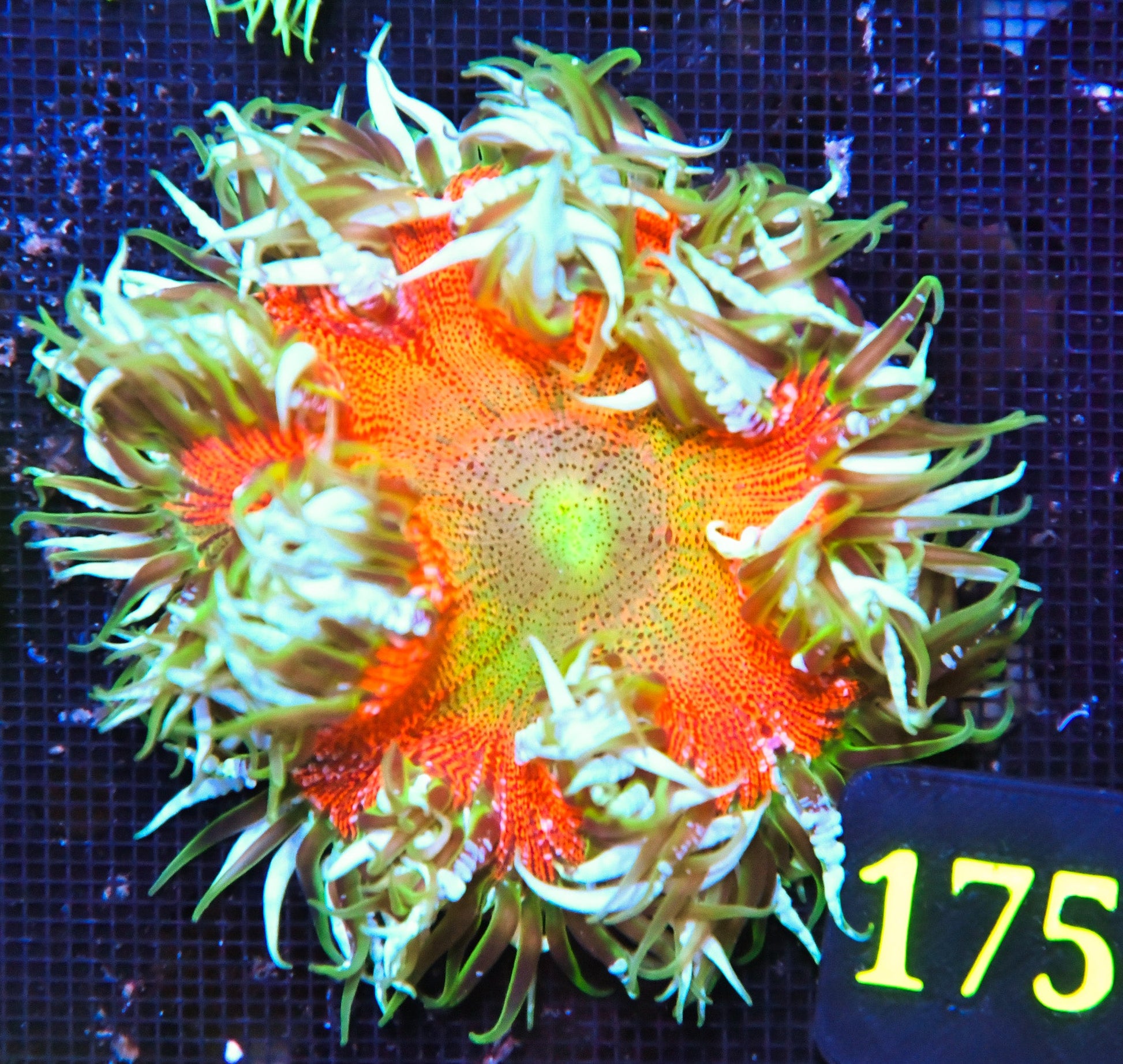 Rock Flower Anemone