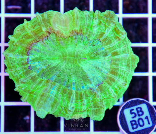 Acanthophyllia AUS