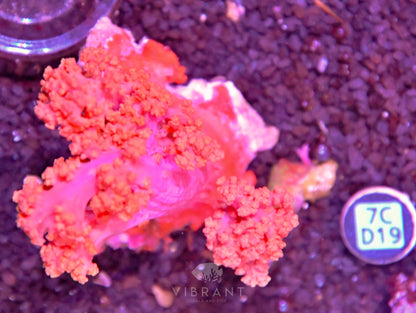 Carnation Coral INDO W