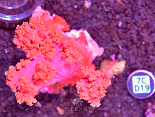Carnation Coral INDO W