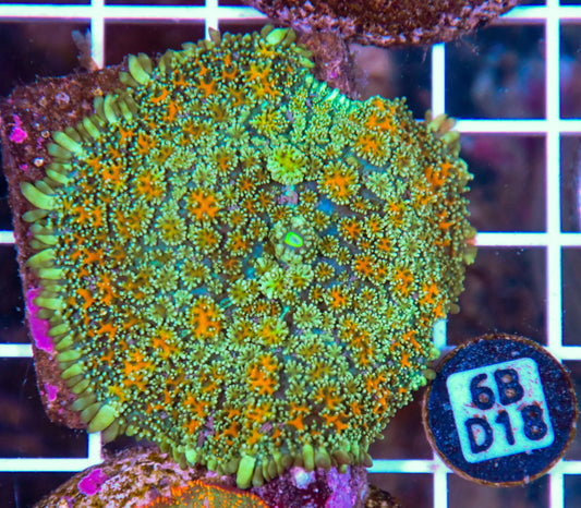 Mushroom INDO