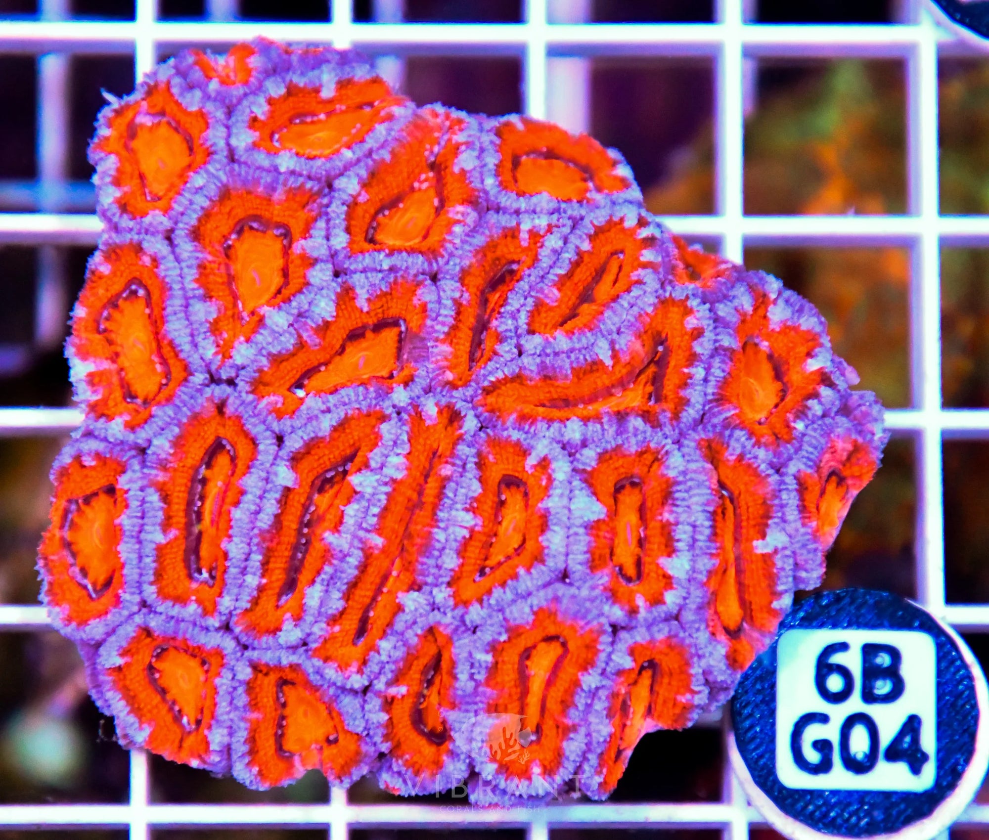 Acan Lord AUS