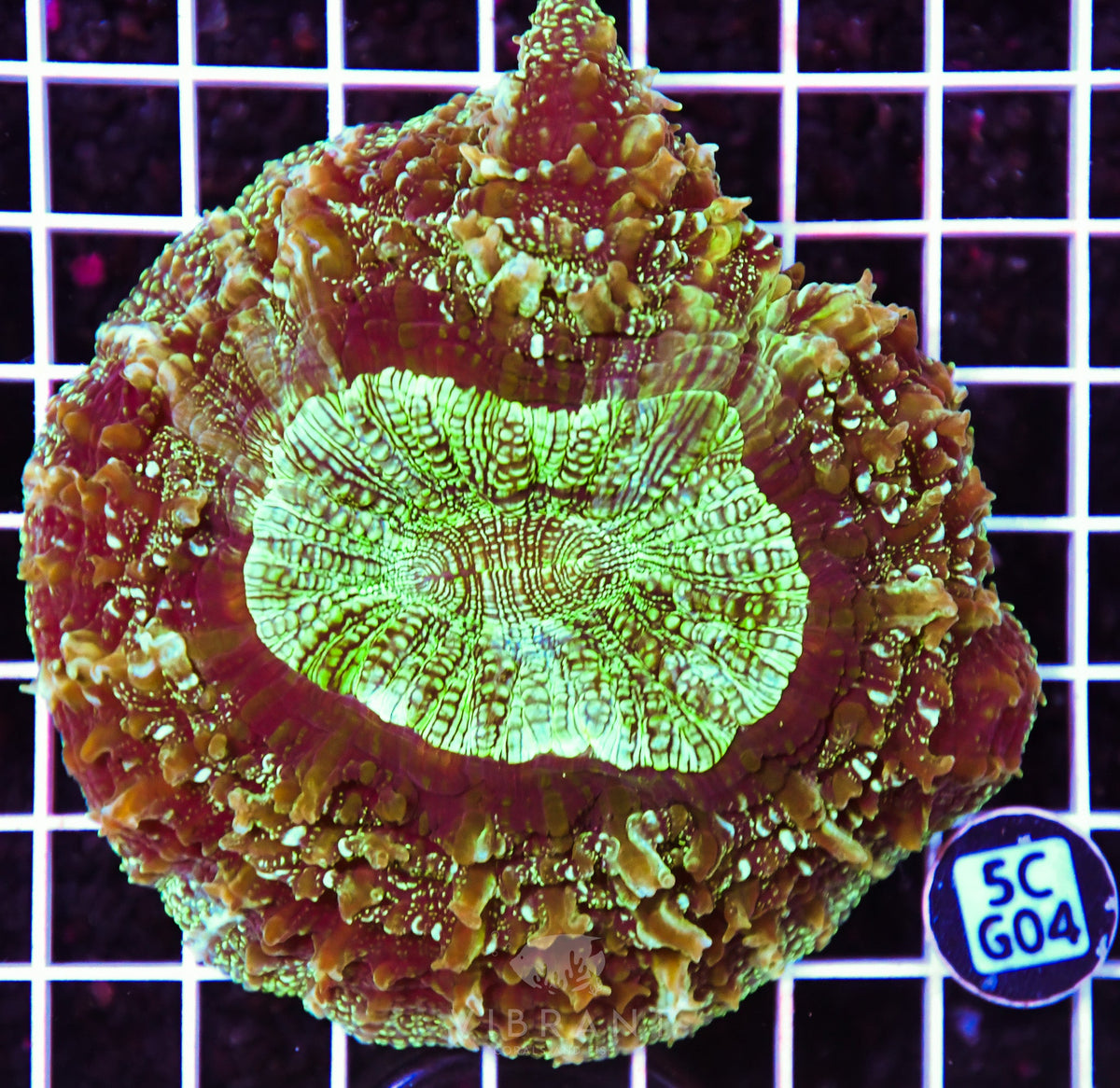 Acanthophyllia AUS