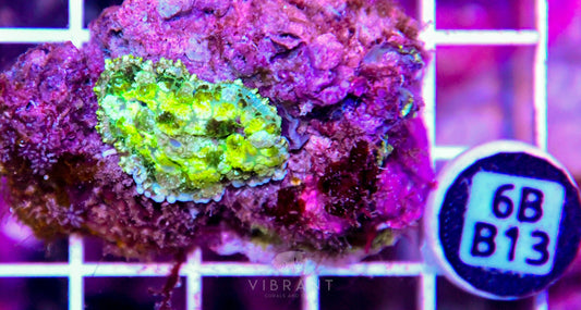 Mushroom INDO
