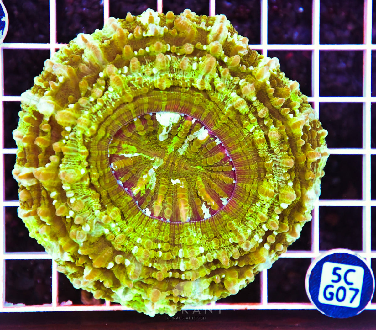 Acanthophyllia AUS