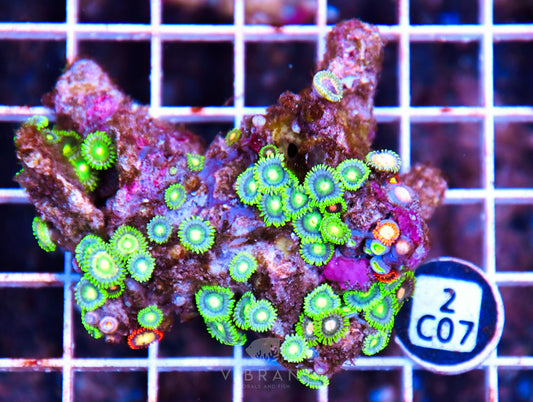 Zoa AUS