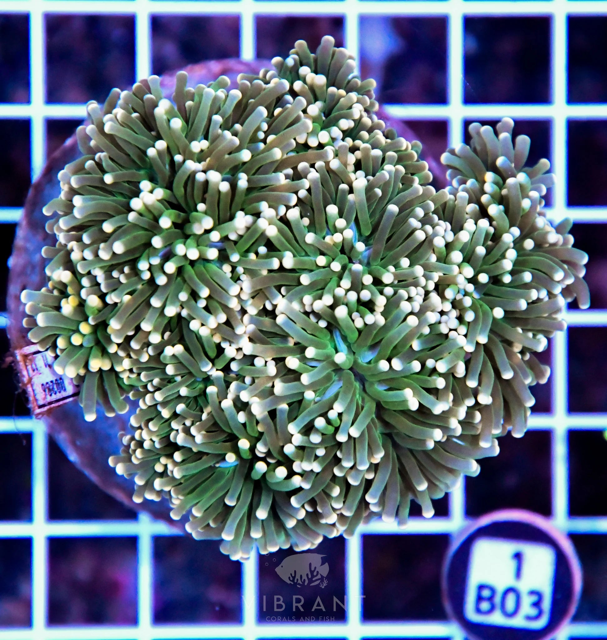 Torch INDO Colony