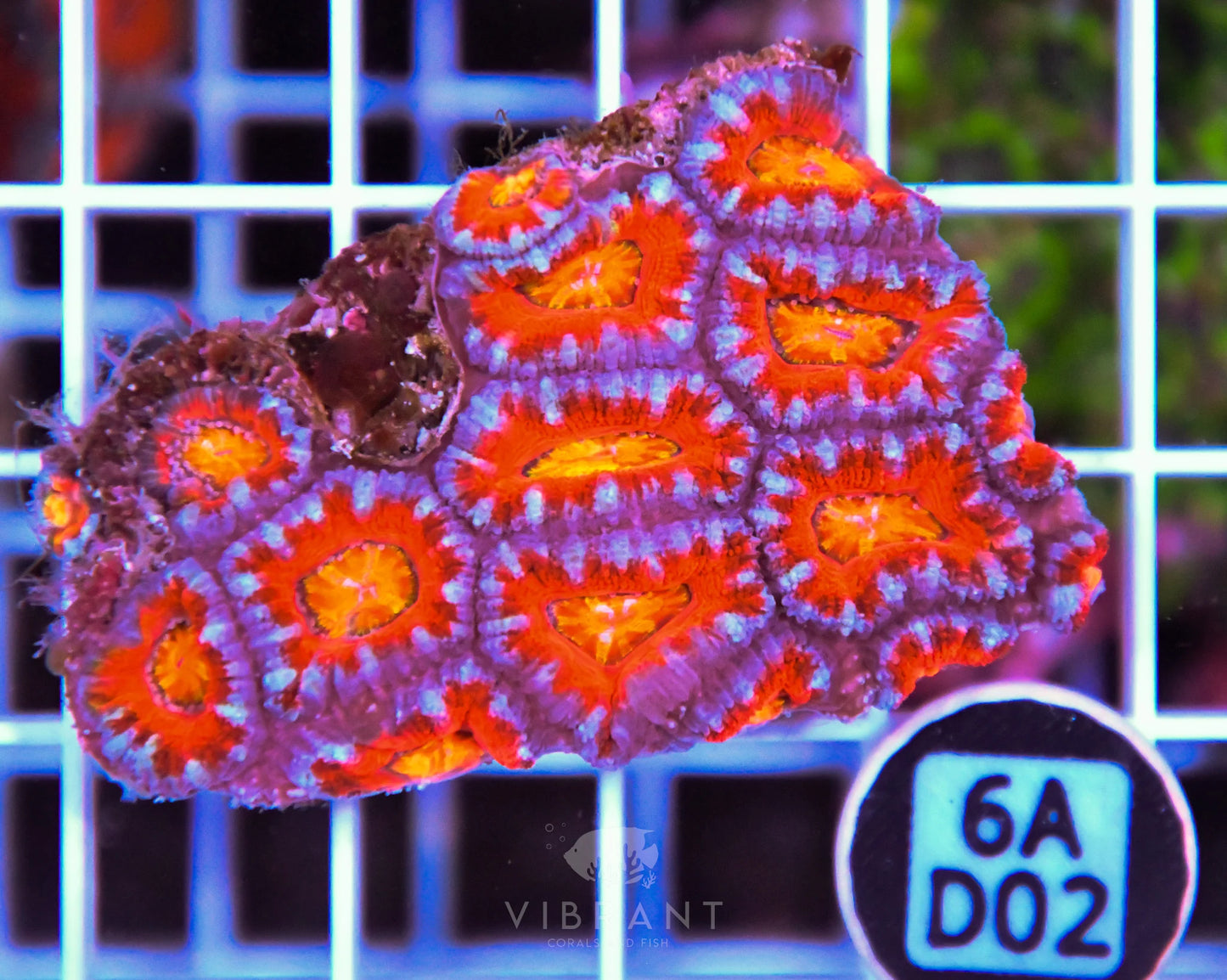 Acan Lord AUS