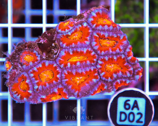 Acan Lord AUS