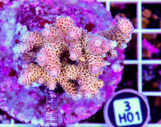 Acro INDO