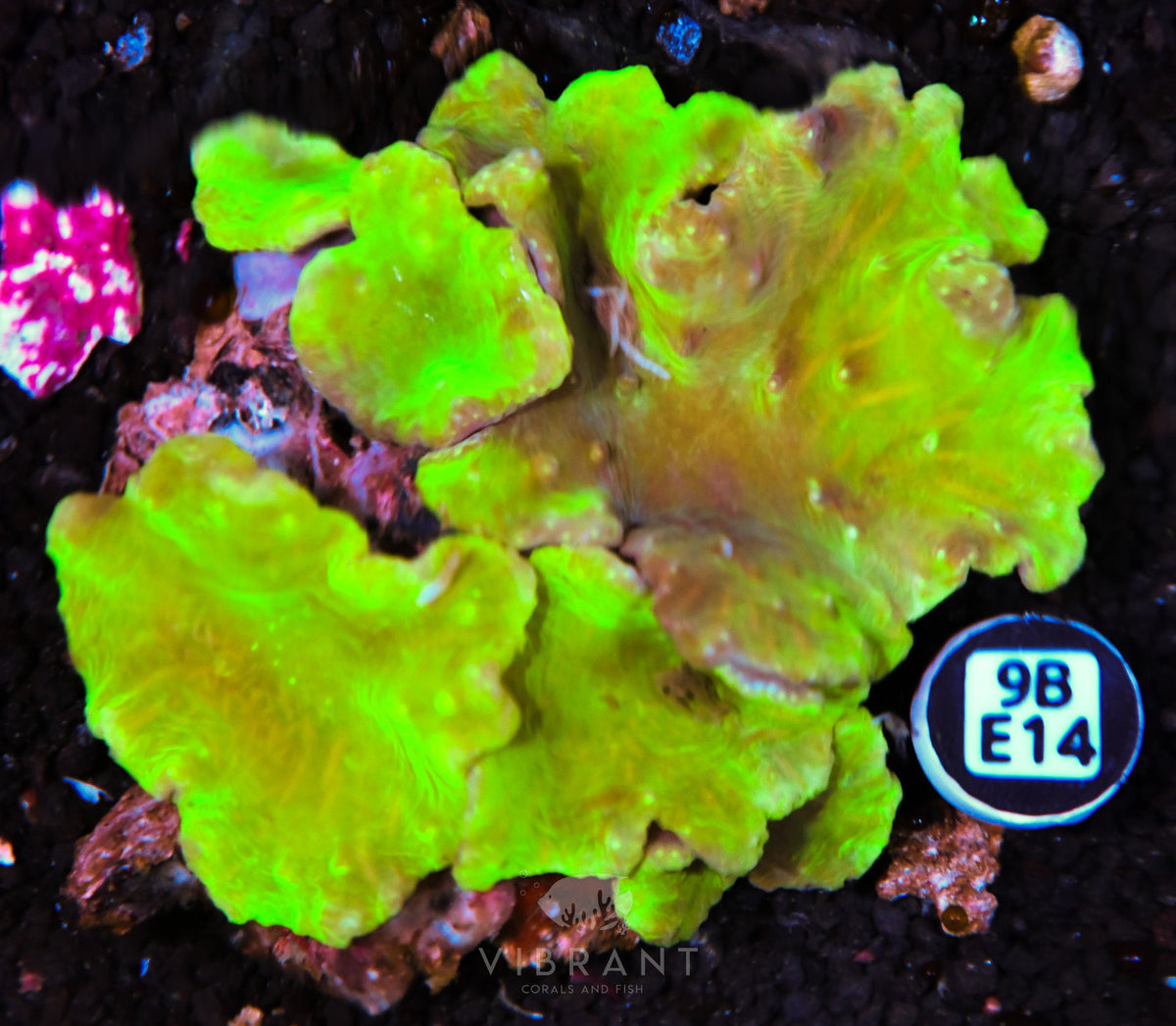Cabbage Coral INDO W