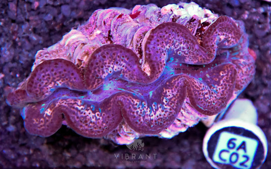 Clam NINGALOO