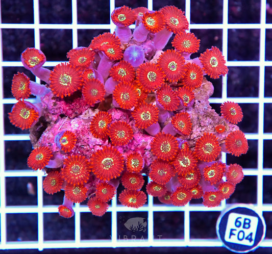 Zoa INDO W