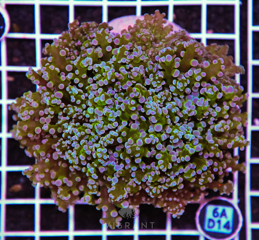 Octospawn Branching INDO