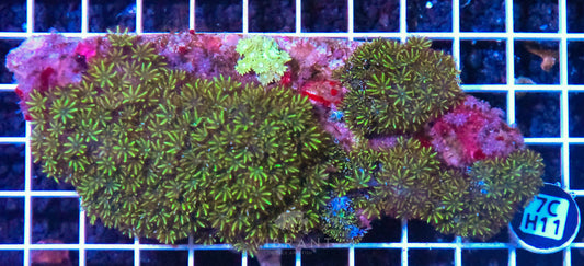Blue Sympodium