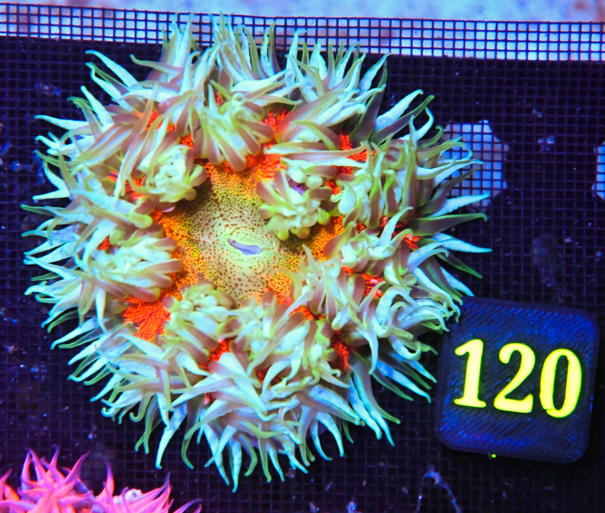 Rock Flower Anemone