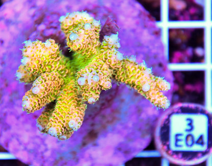 Acro INDO