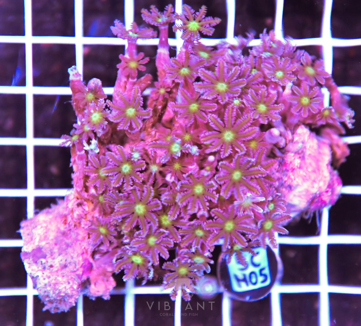 Clove Polyp INDO