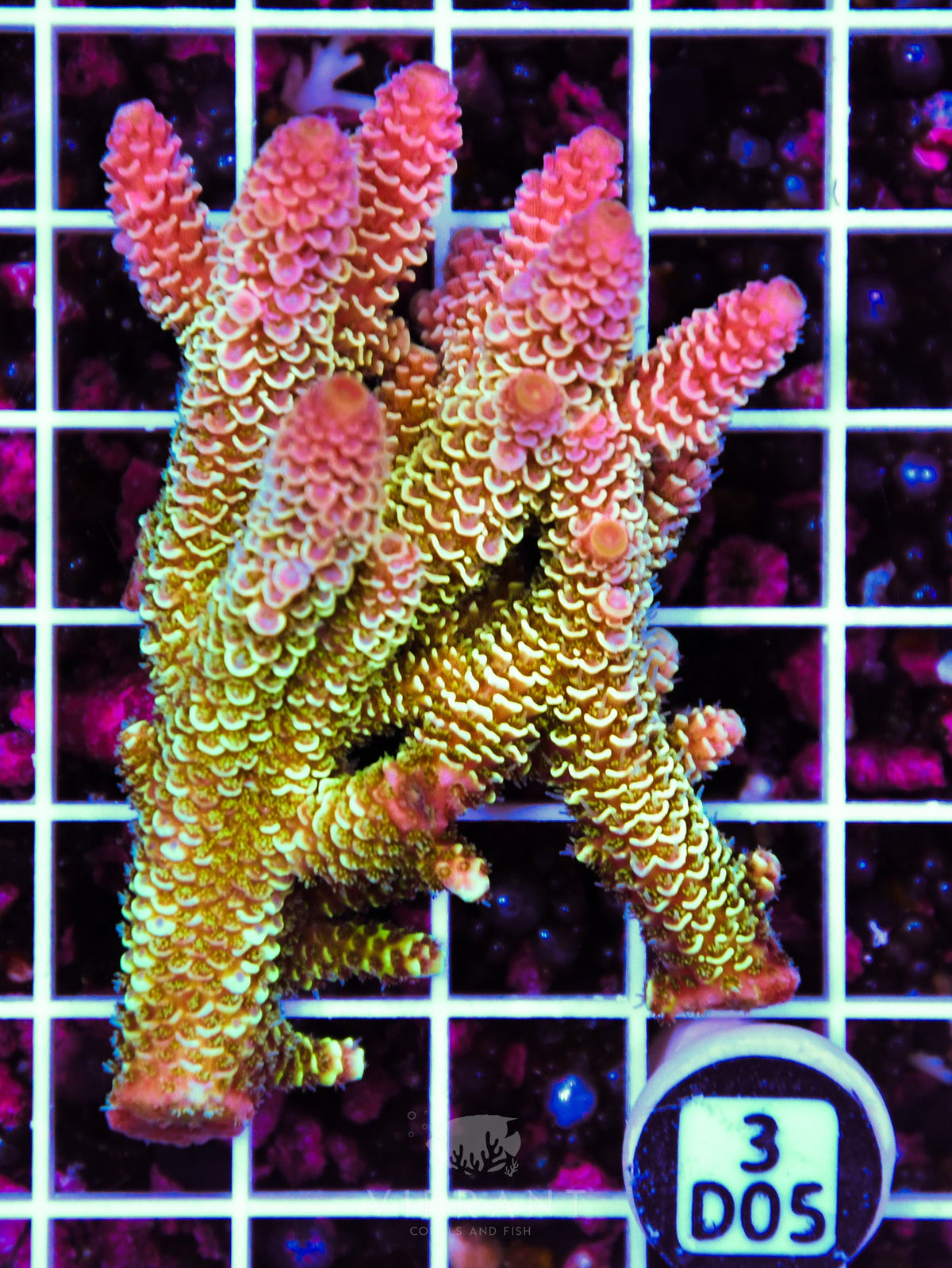 Acro AUS