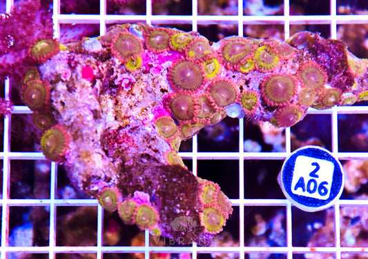 Zoa INDO W
