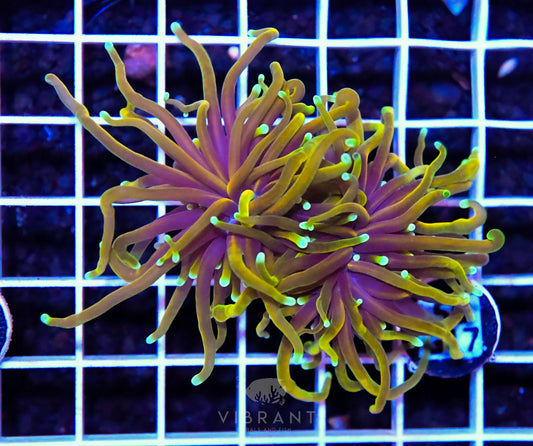 Frag Torch INDO W