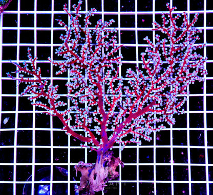 Gorgonian INDO W Medium-SAMPLE
