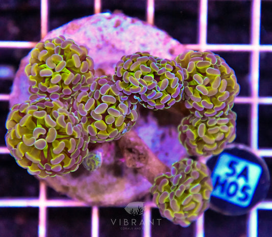 Hammer Branching INDO