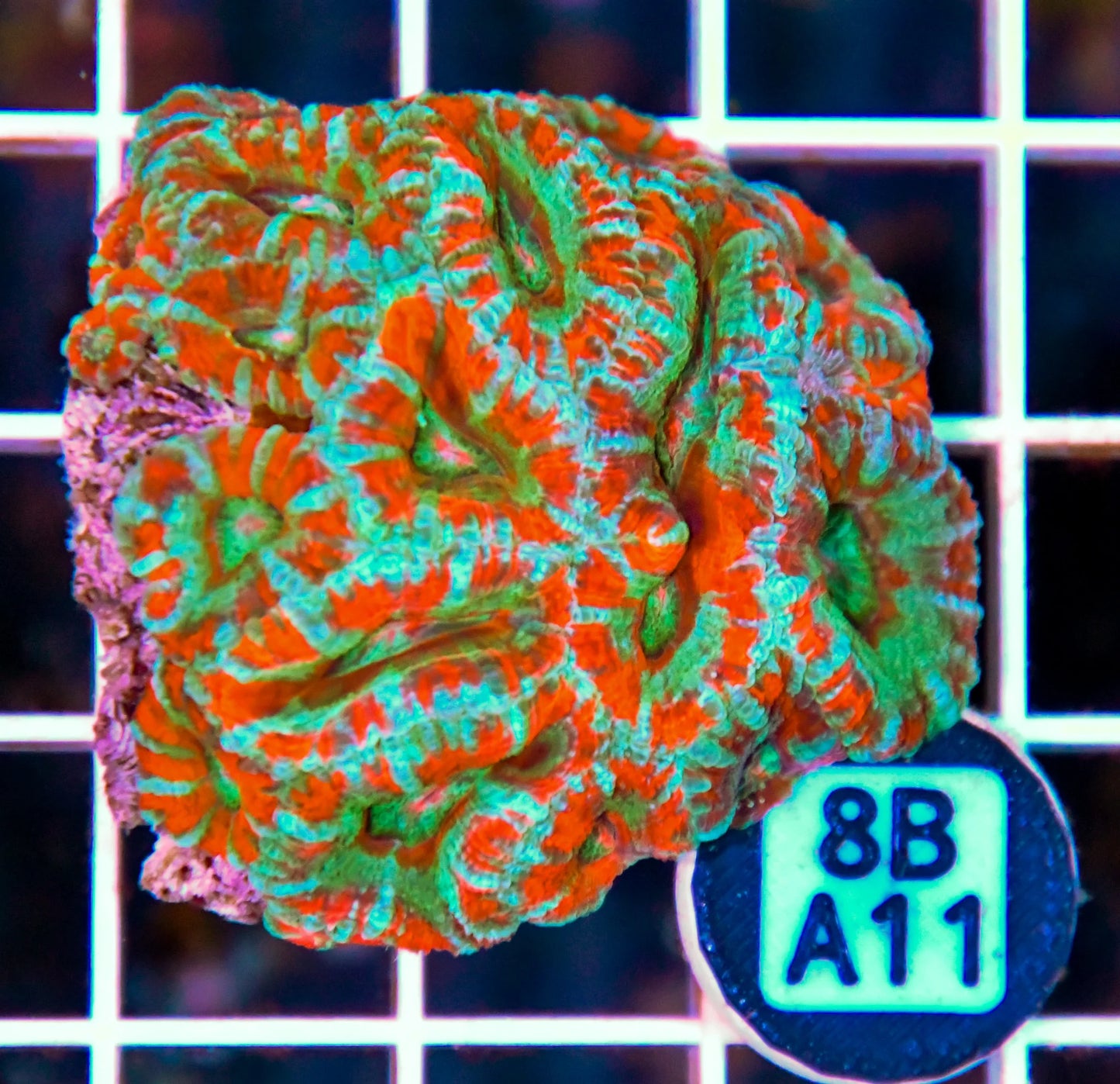 Micromussa WAUS