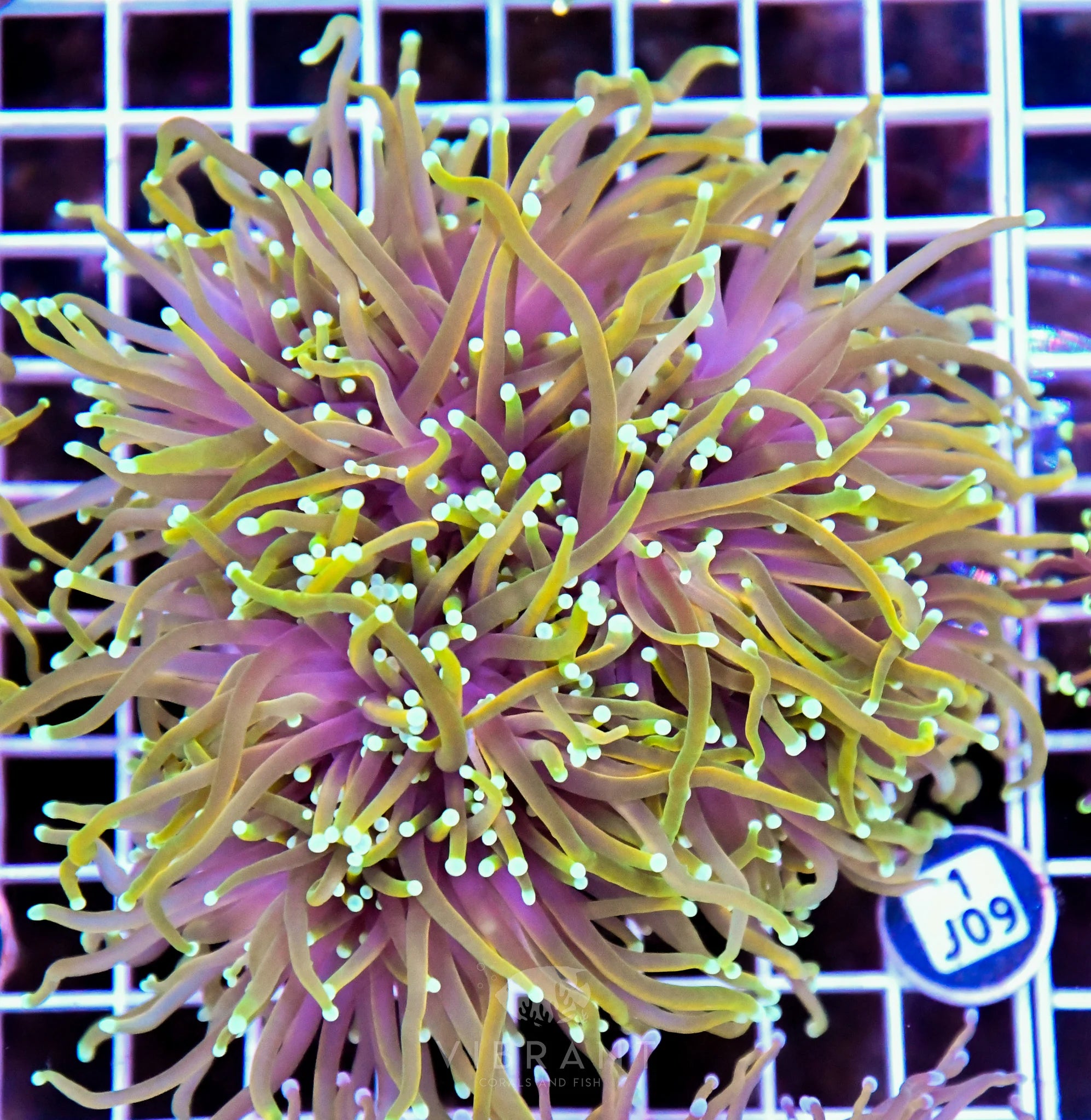 Torch INDO Colony