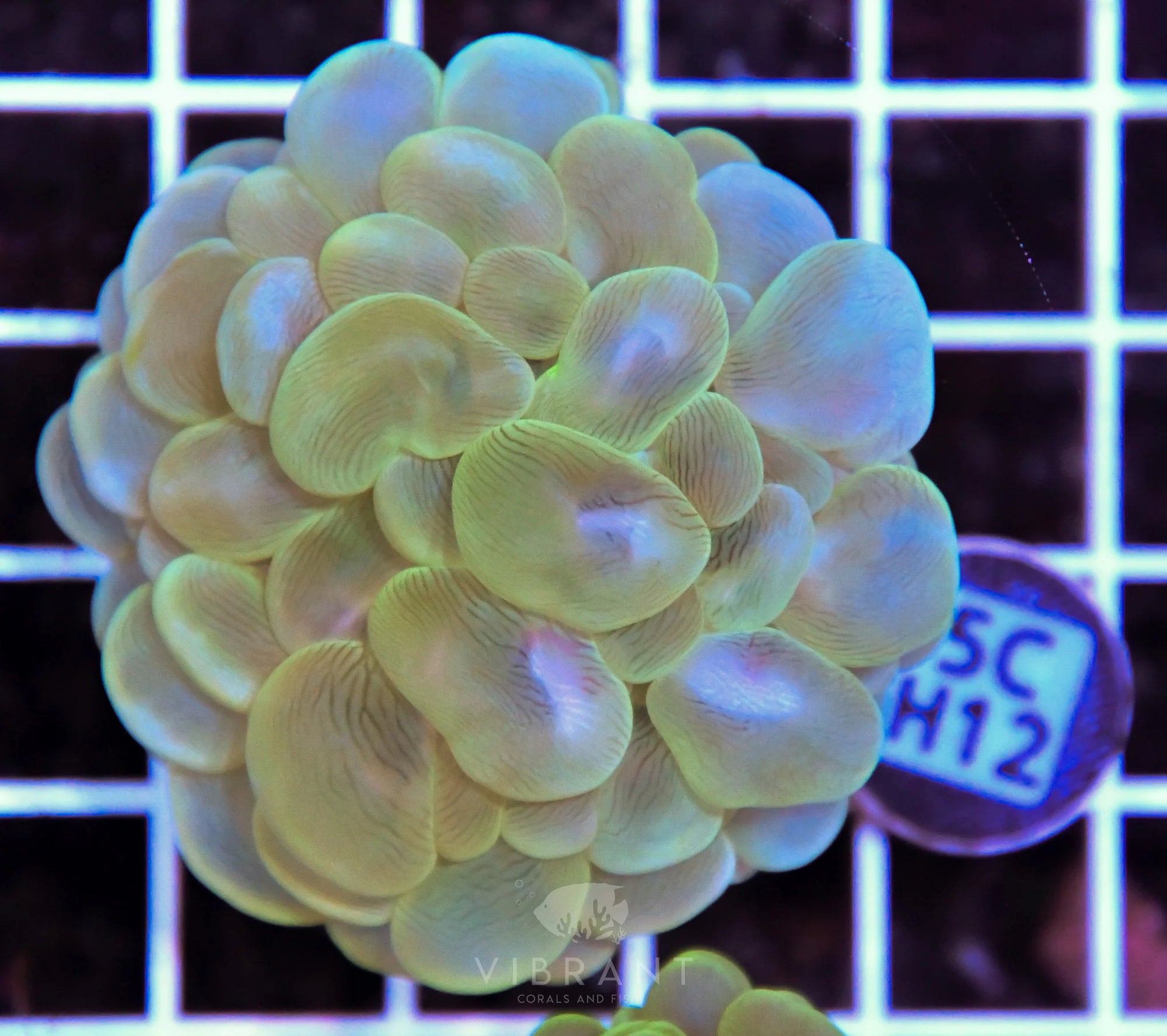 Bubble Coral AUS