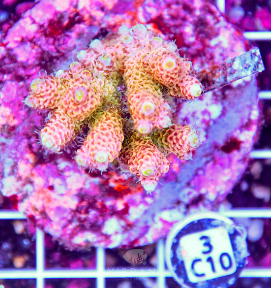 Acro INDO