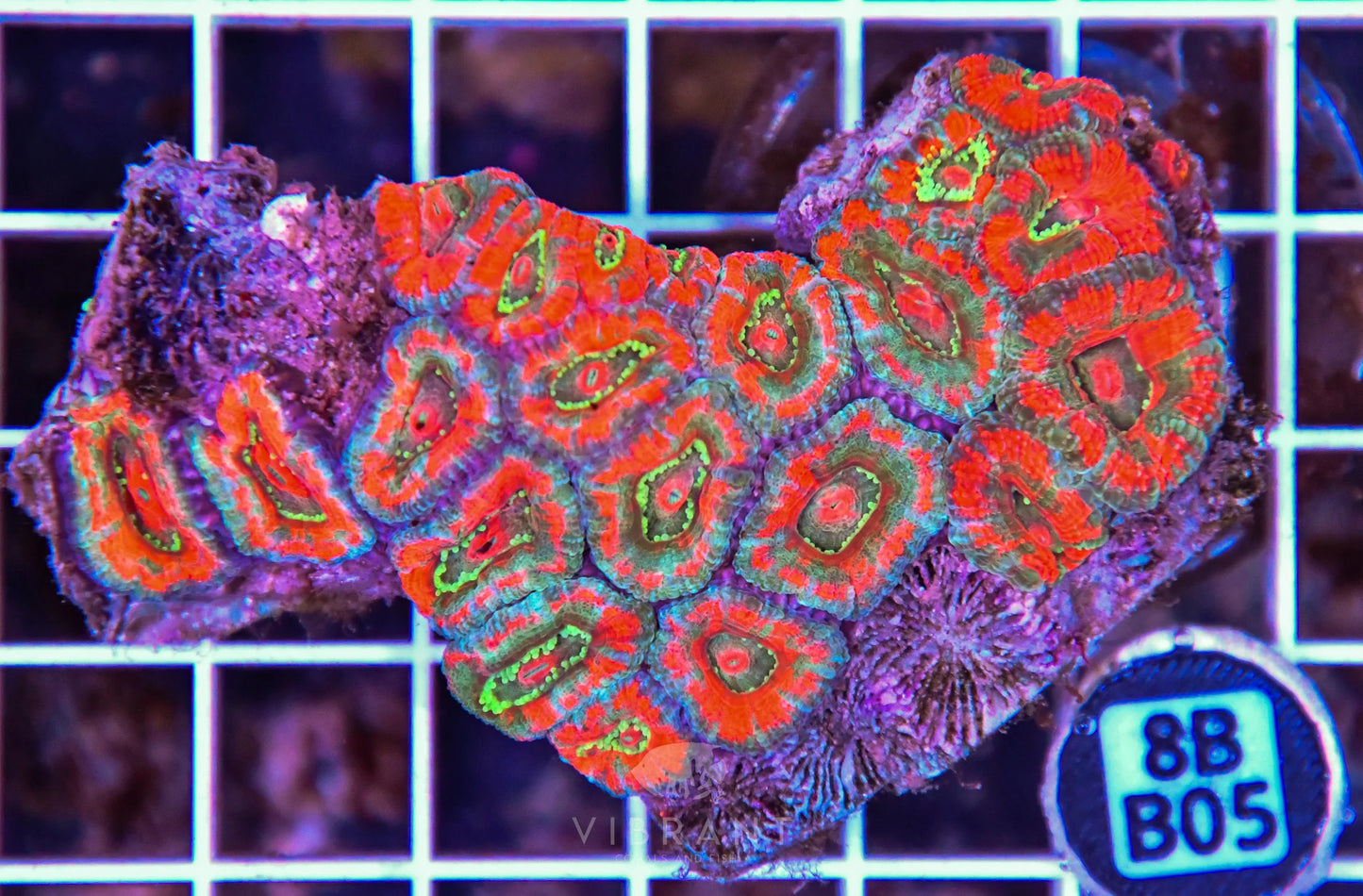 Micromussa WAUS