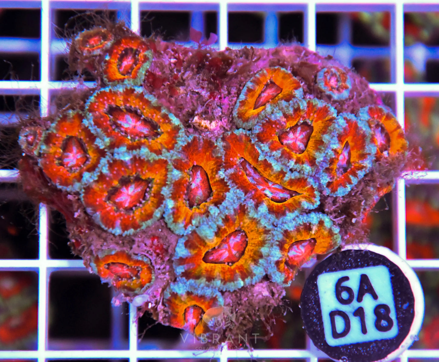Acan Lord AUS