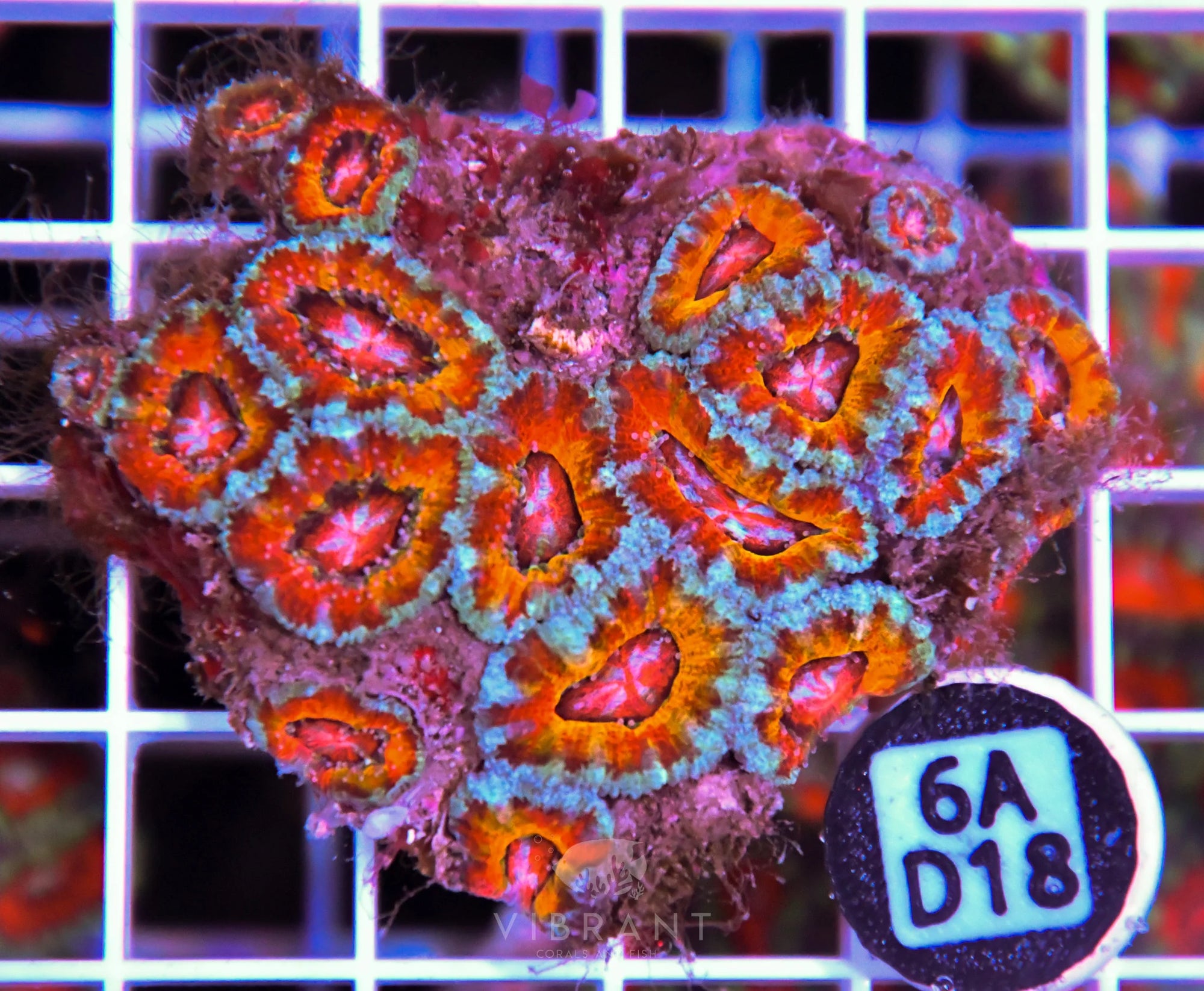 Acan Lord AUS