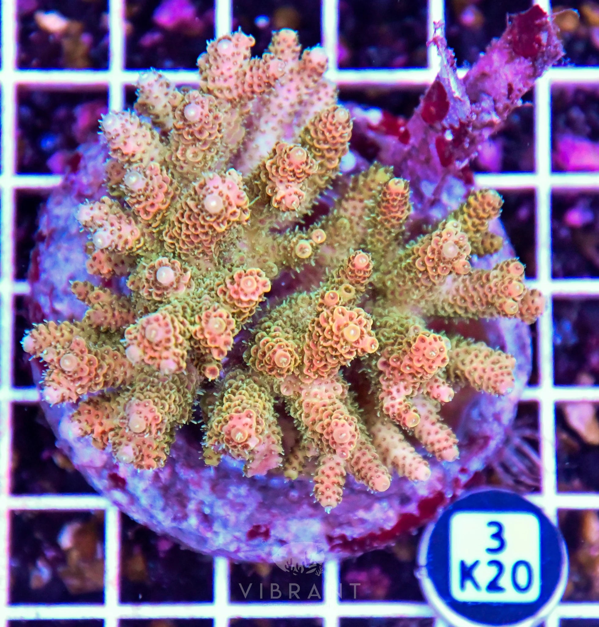 Acro INDO