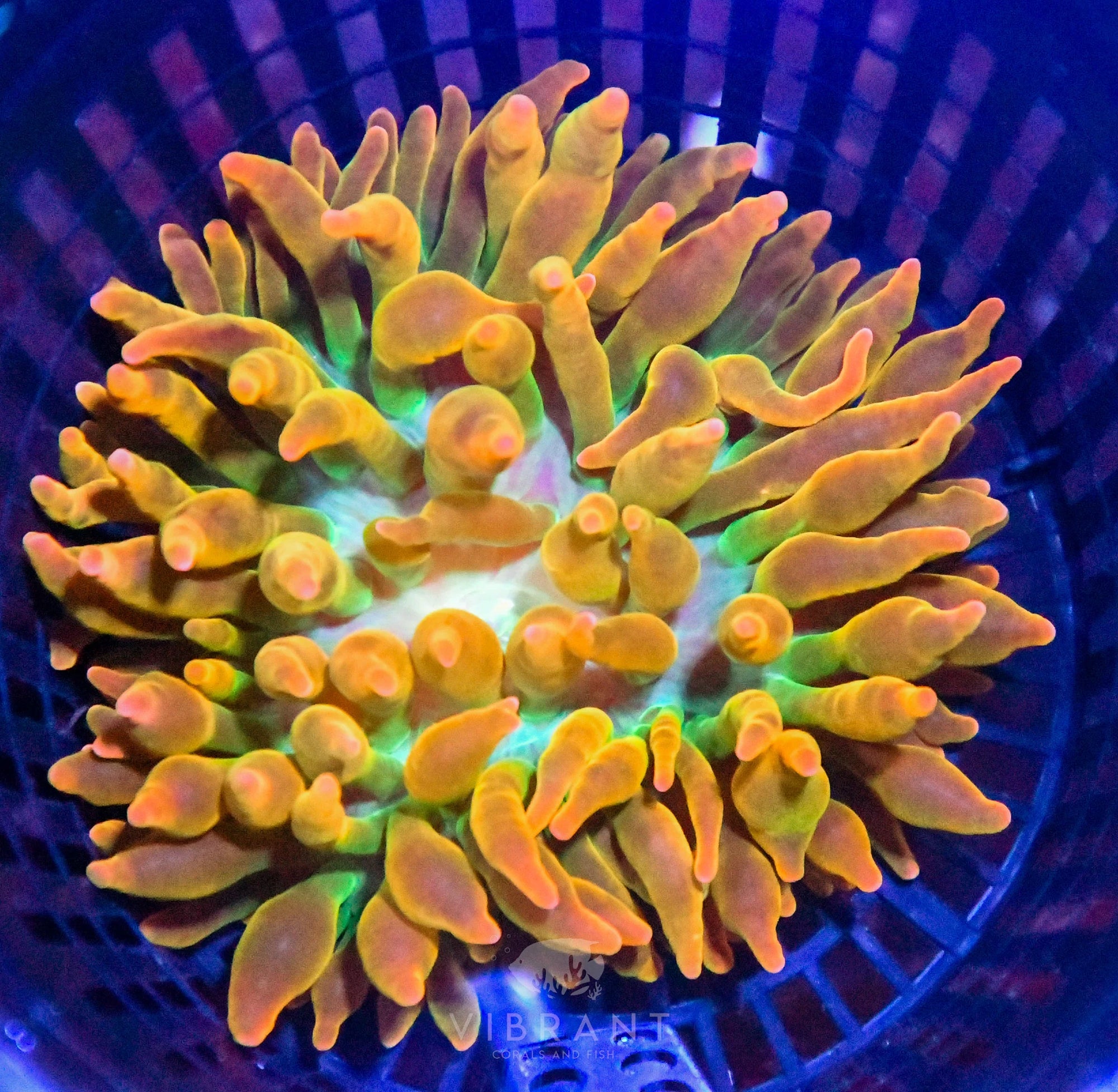 Bubble Tip Aquacultured Anemone