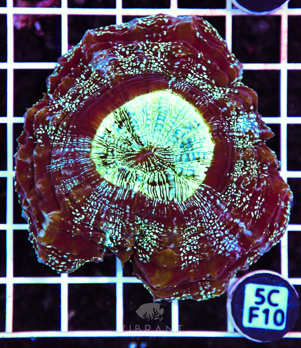 Acanthophyllia AUS