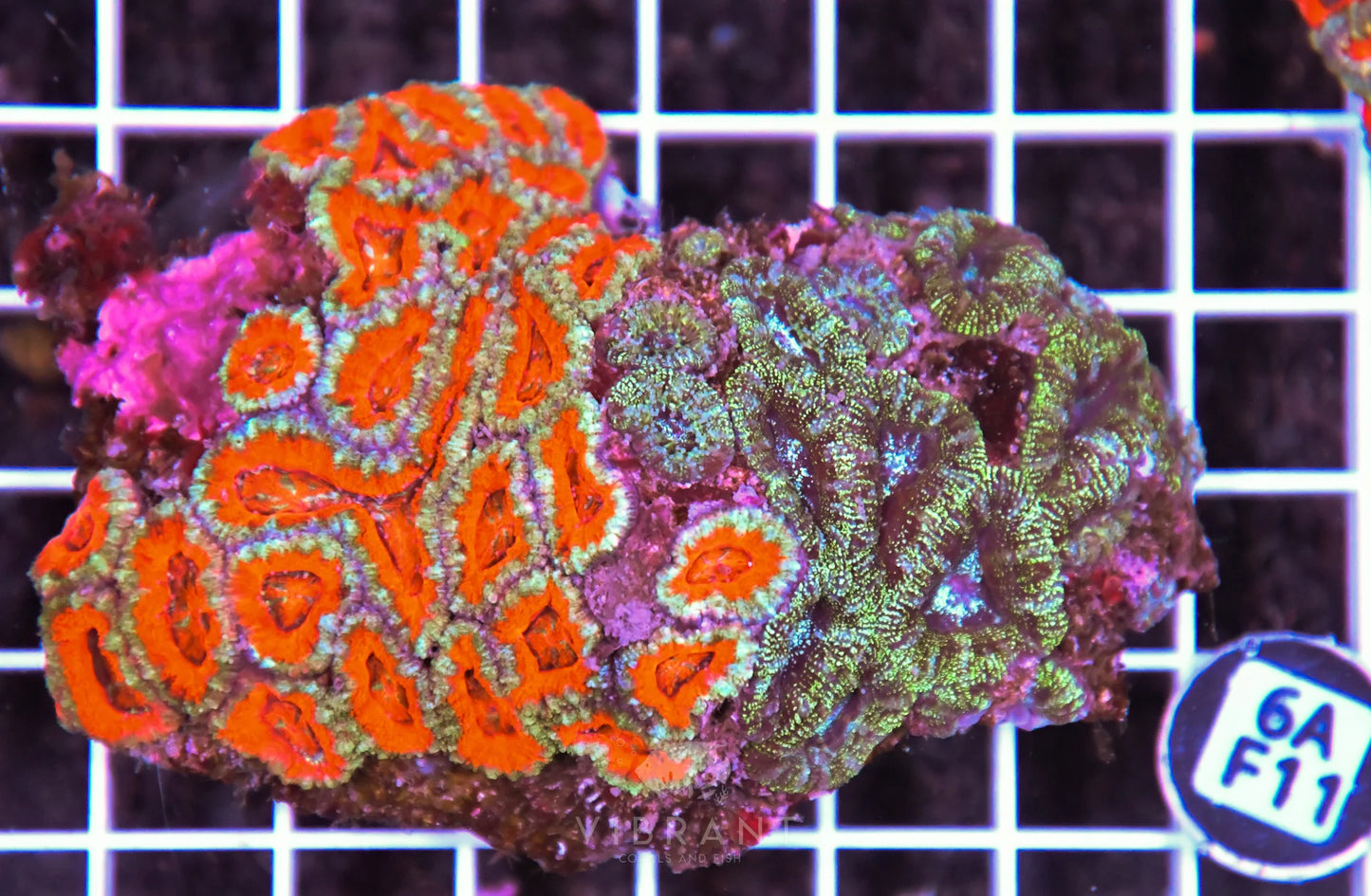 Acan Lord AUS