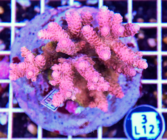 Acro INDO