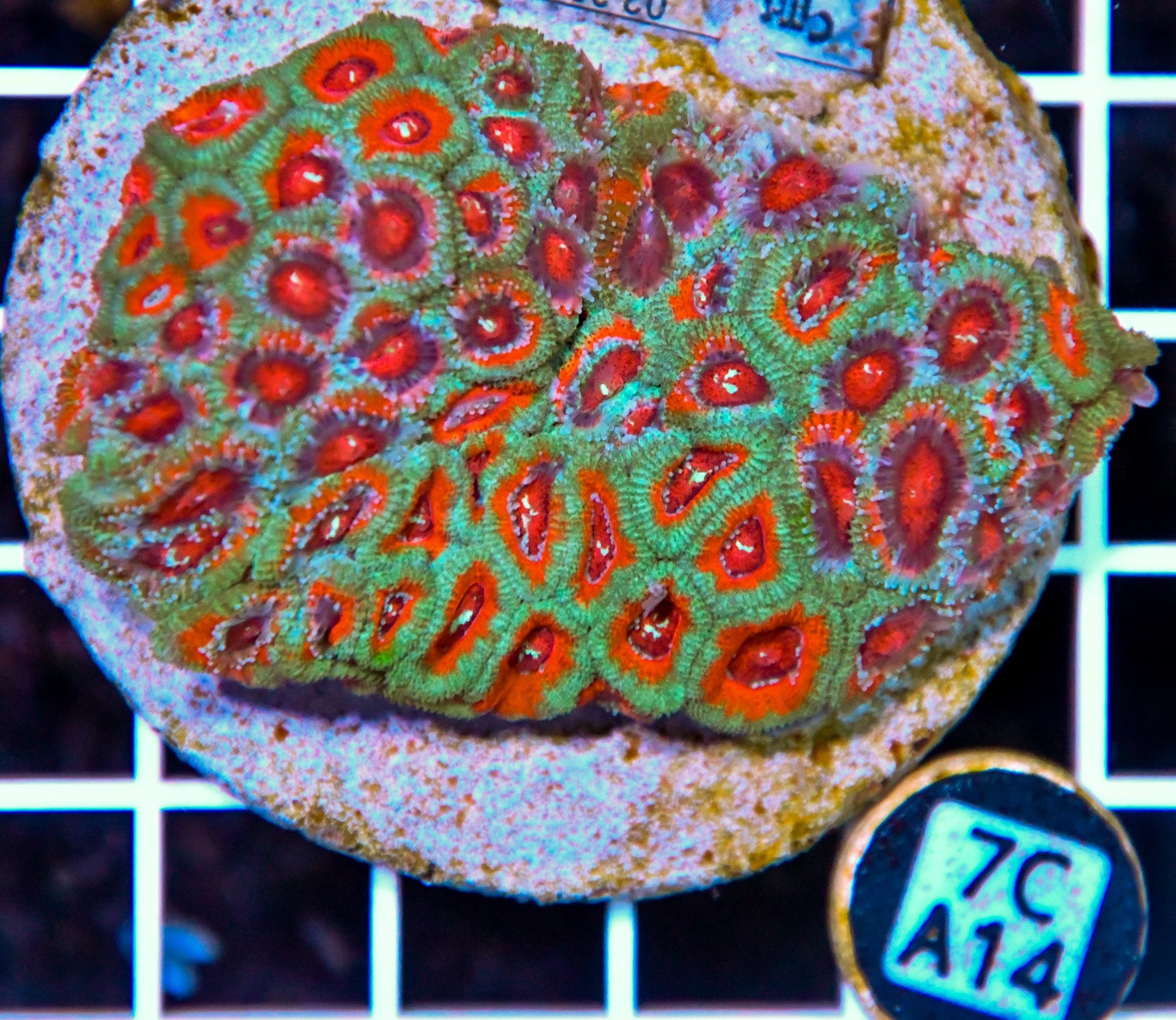 Micromussa INDO