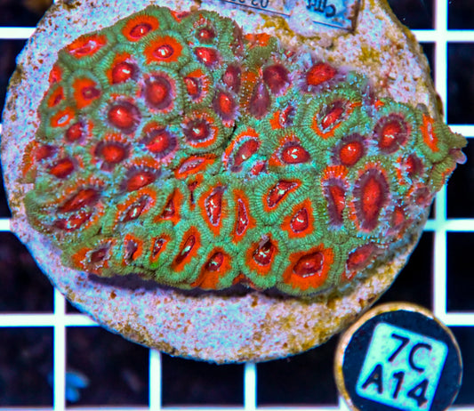 Micromussa INDO