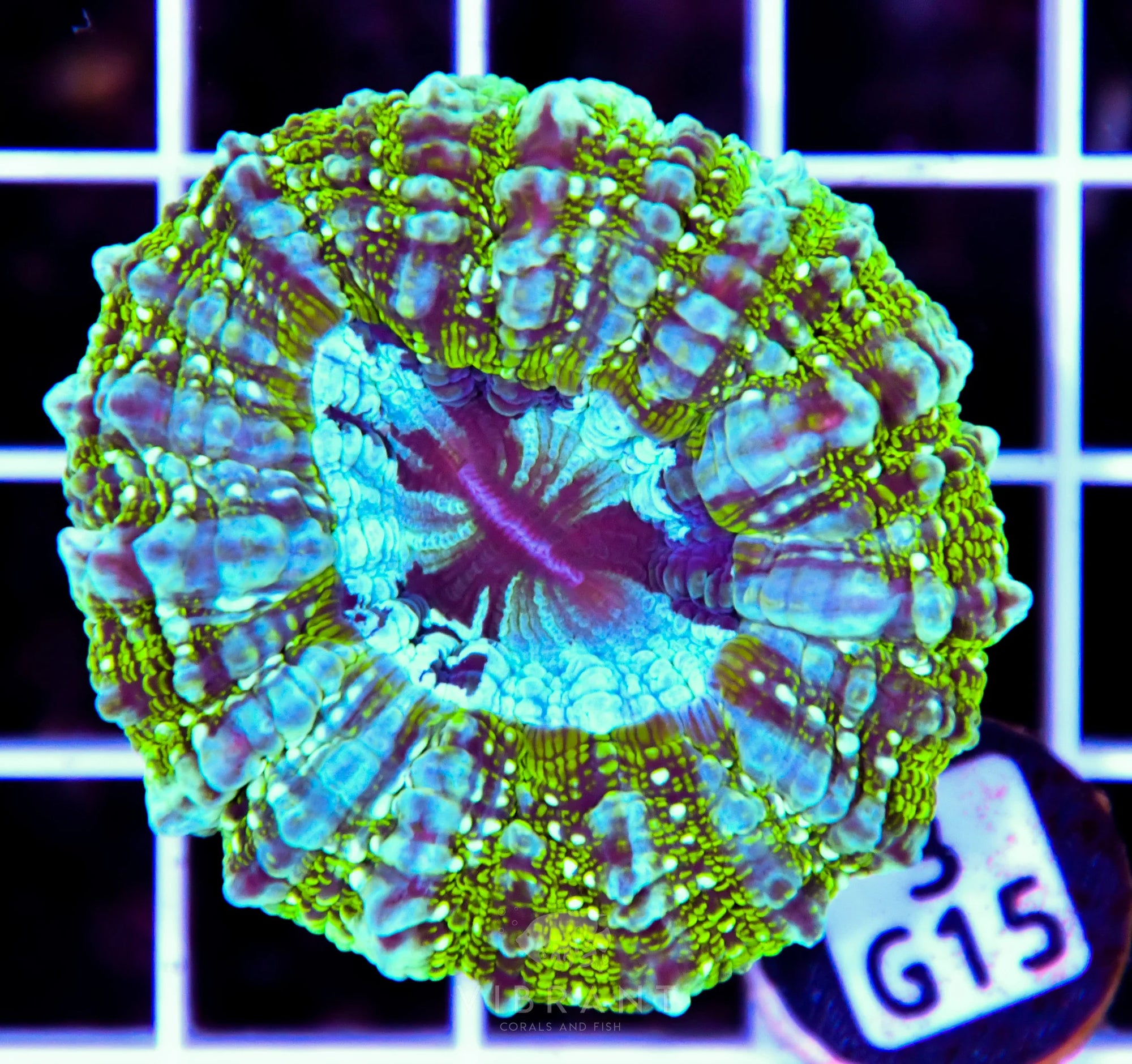 Acanthophyllia AUS