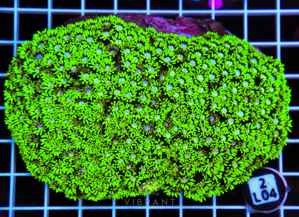 Goniopora AUS