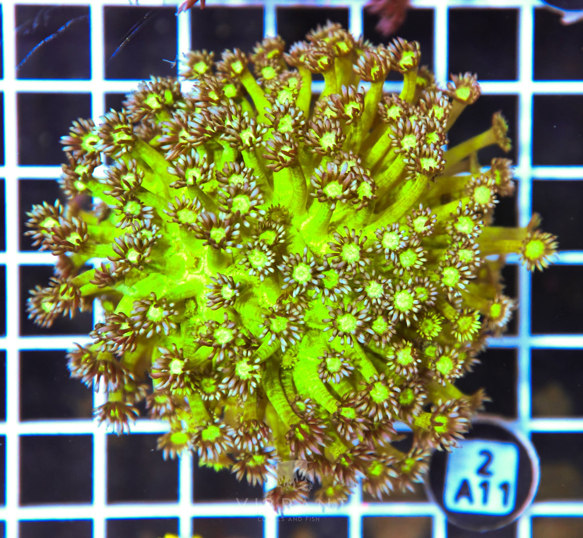Goniopora INDO
