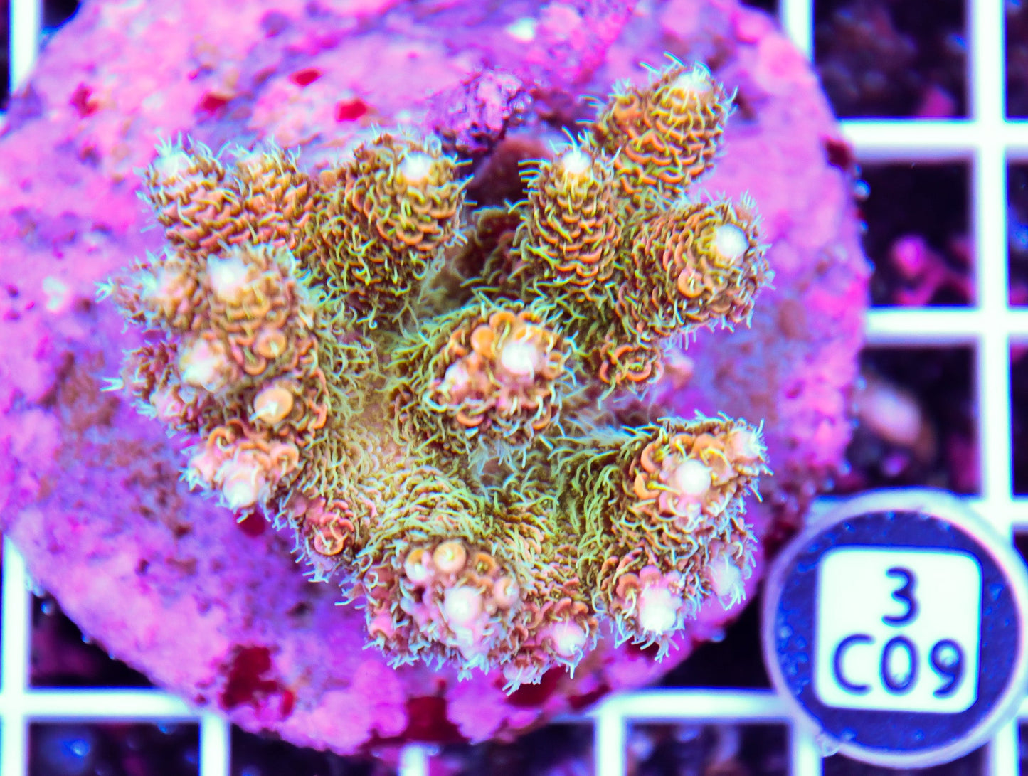 Acro INDO