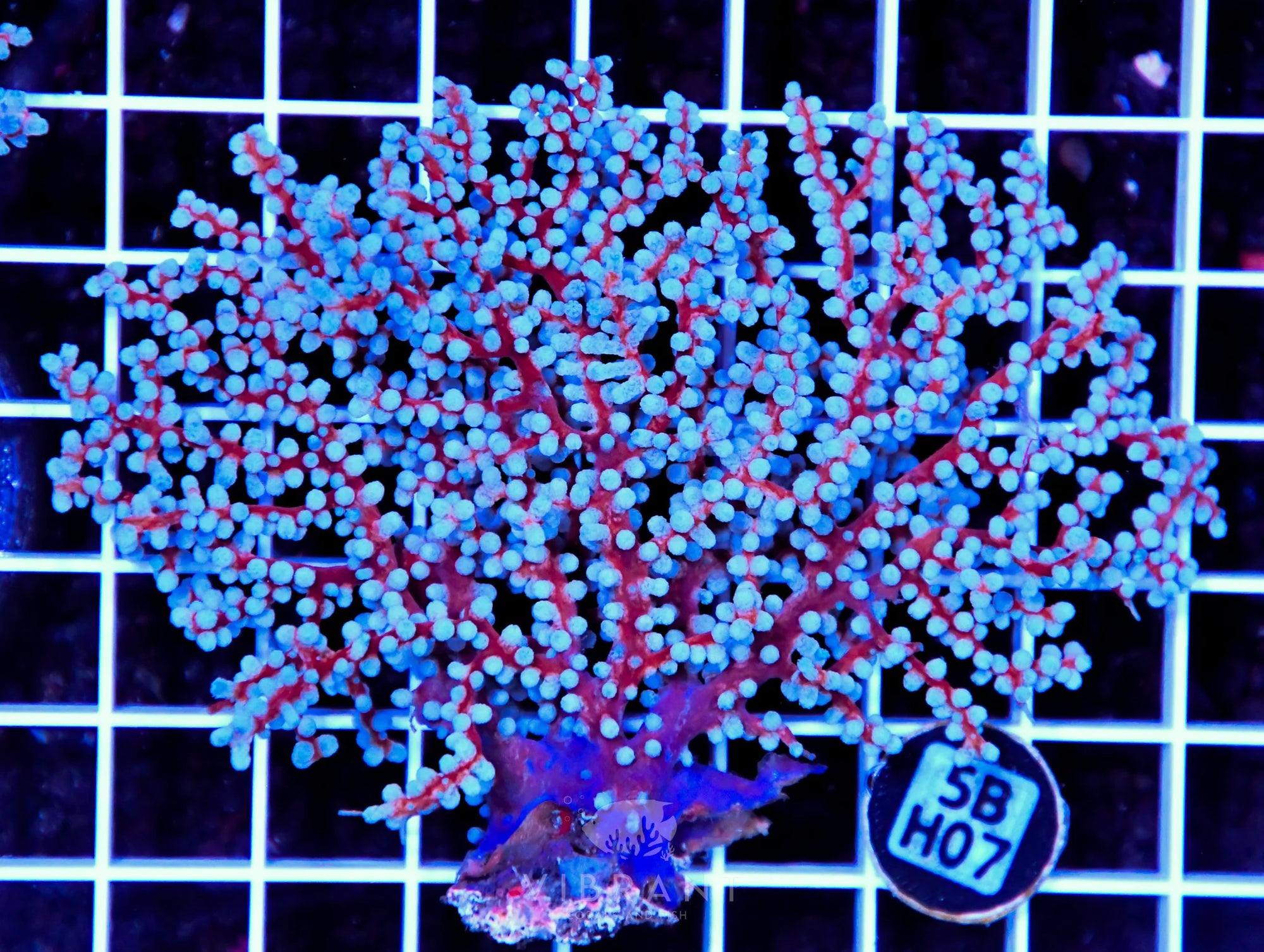 Gorgonian INDO W