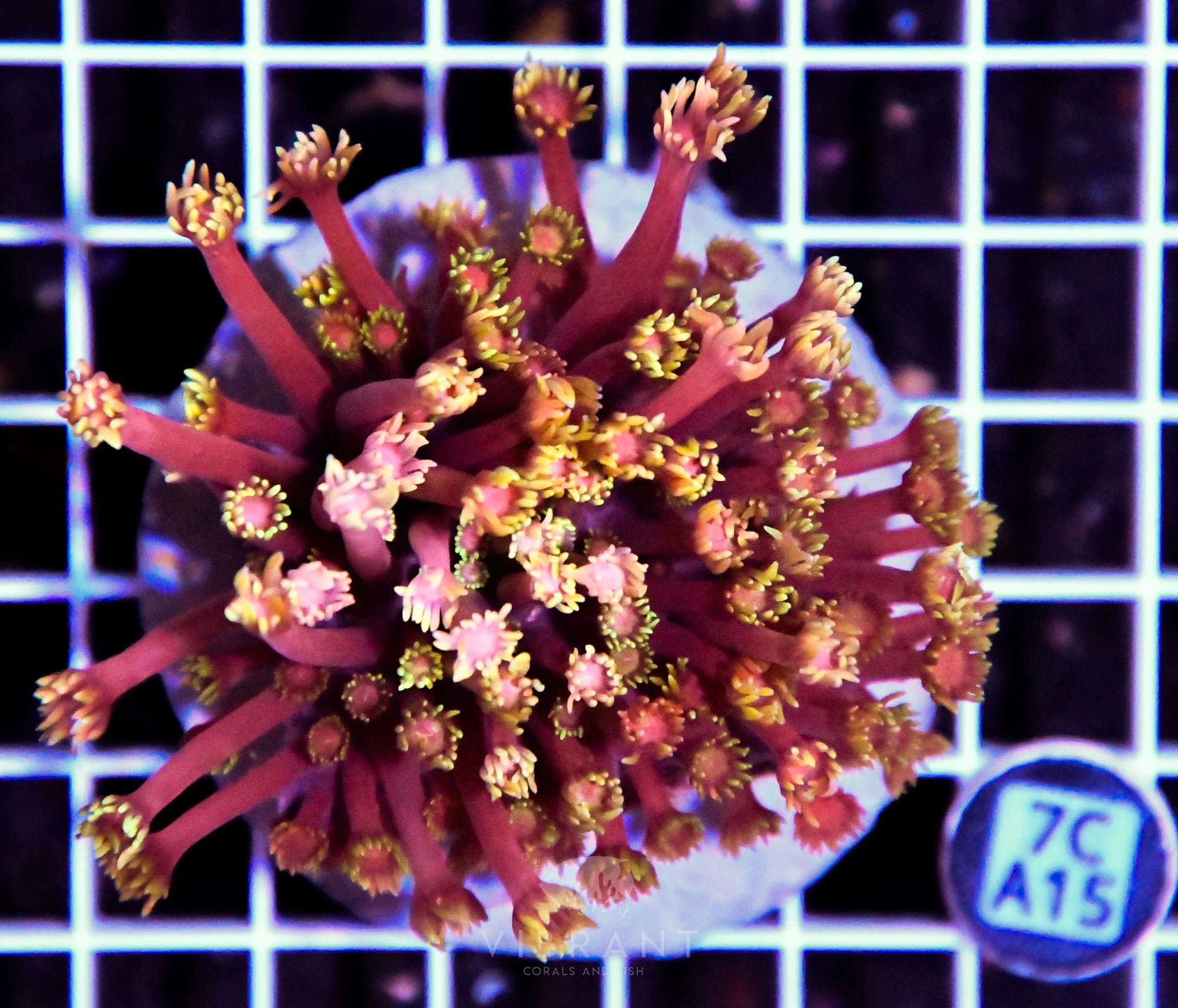 Goniopora INDO