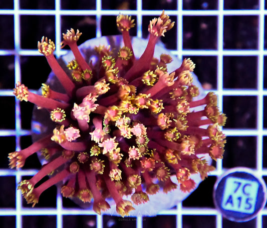 Goniopora INDO