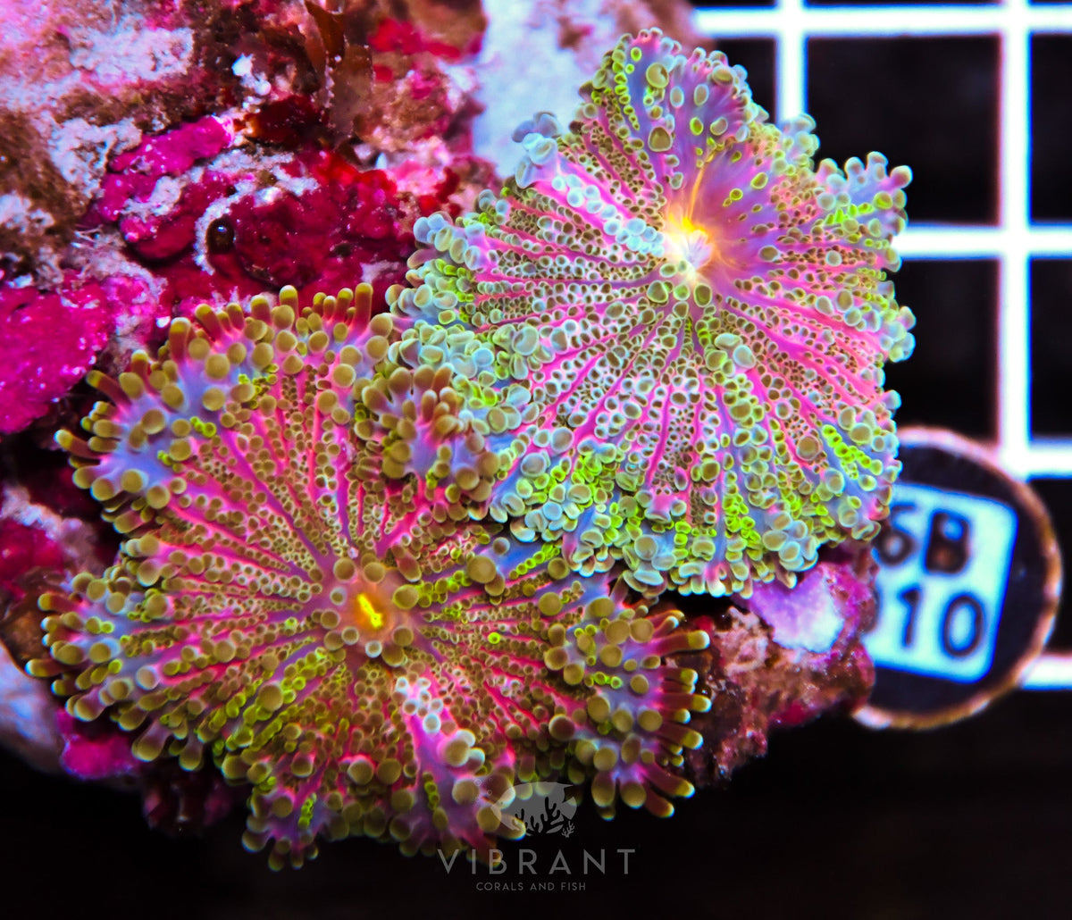 Mushroom INDO